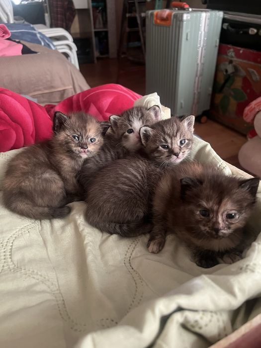 Отдам котят добрые руки