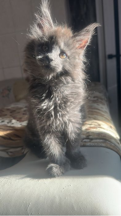 Котята Мейнкуны полидакты!