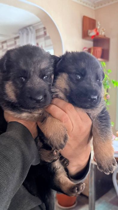 Продам щенков немецкой овчарки