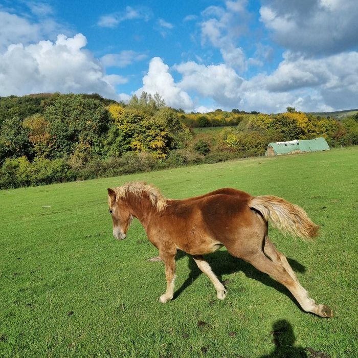 Vând 2 mânze si un mânz