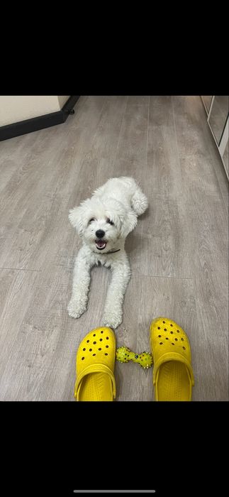 собака мальтийская болонка