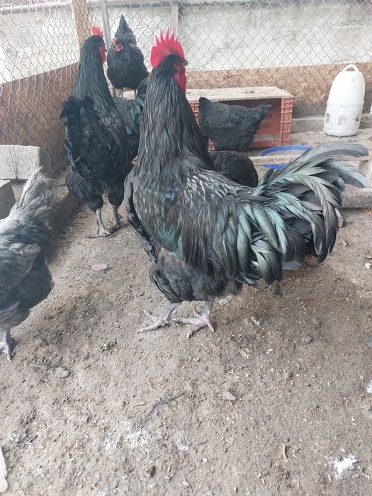 Куры и петухи черные