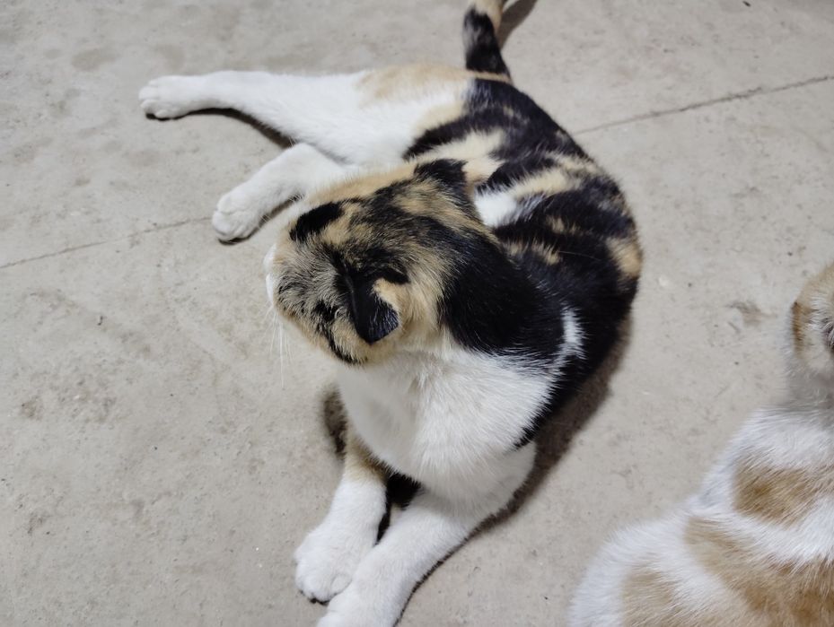 Zotli Scottish fold sotiladi