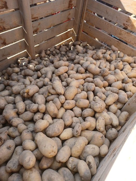 Cartofi pentru animale, cantitate mare