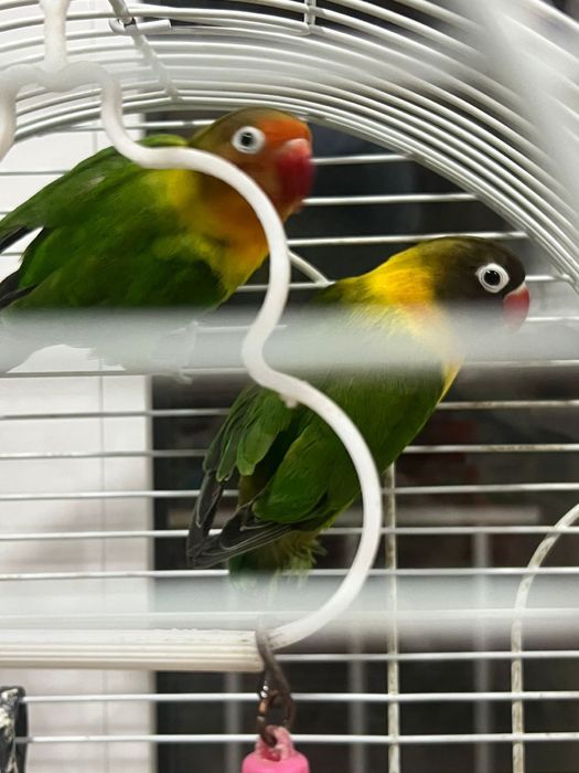 Пара неразлучники масковые