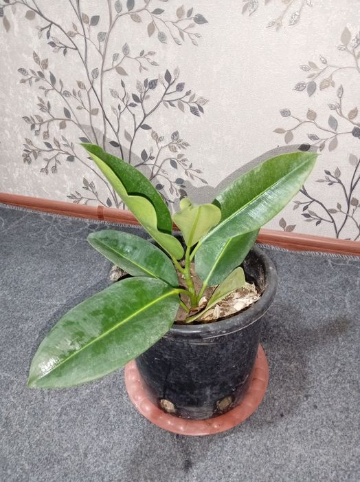 Fikus gullari uy va ishxona uchun