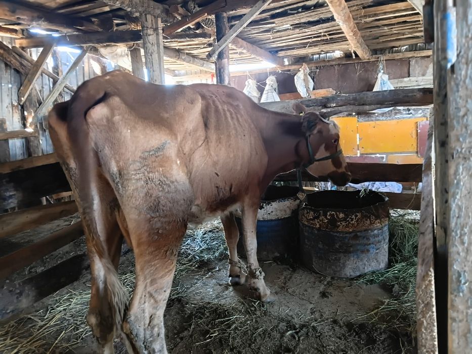 Шаруа сиырлар сатылады