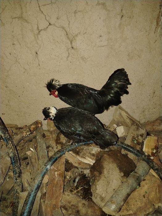 Галанкалар сотилади