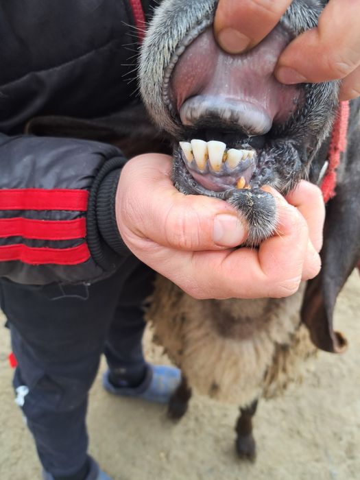 Berbec carabas bulgăresc