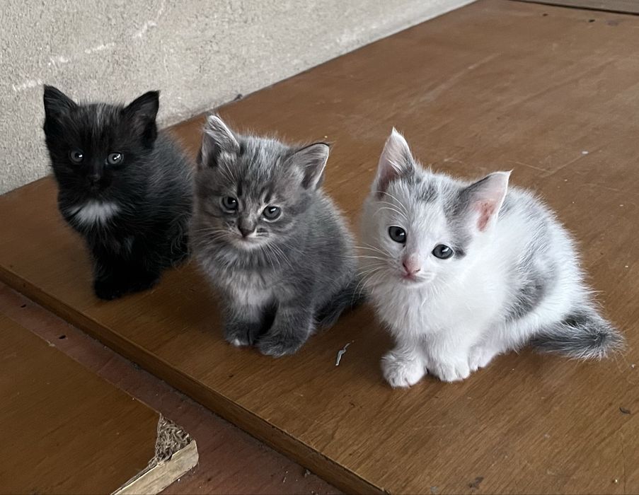 Отдам котенка в добрые руки