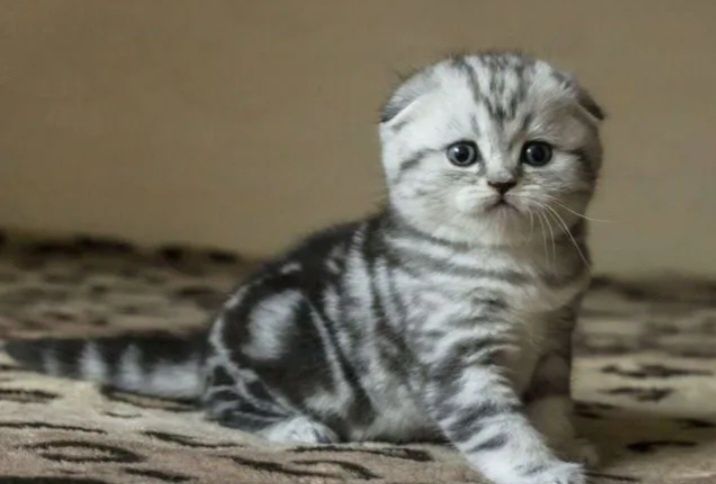Шотланские котята