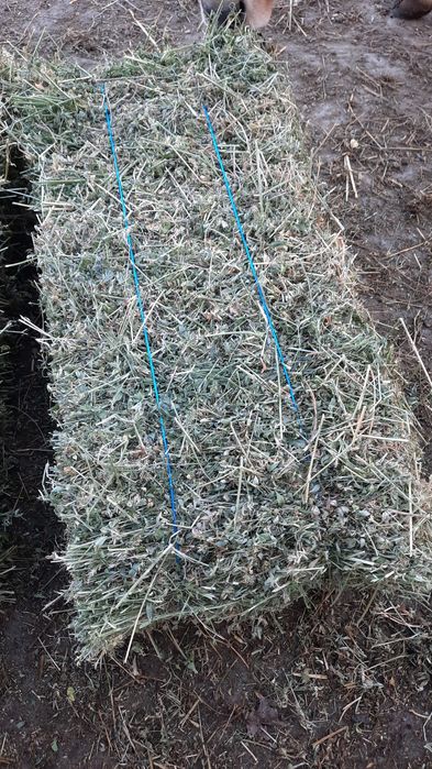 ‼️ Vând 400 de baloți de lucernă producție 2025, 40 lei balotul‼️