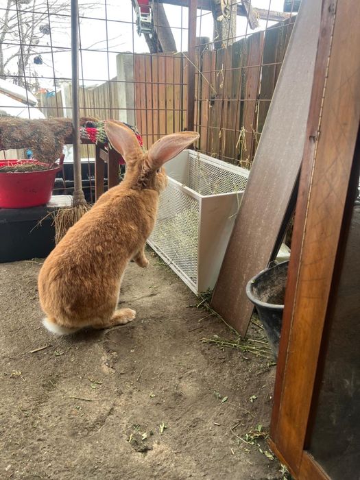 Femela urias german galben 9 luni