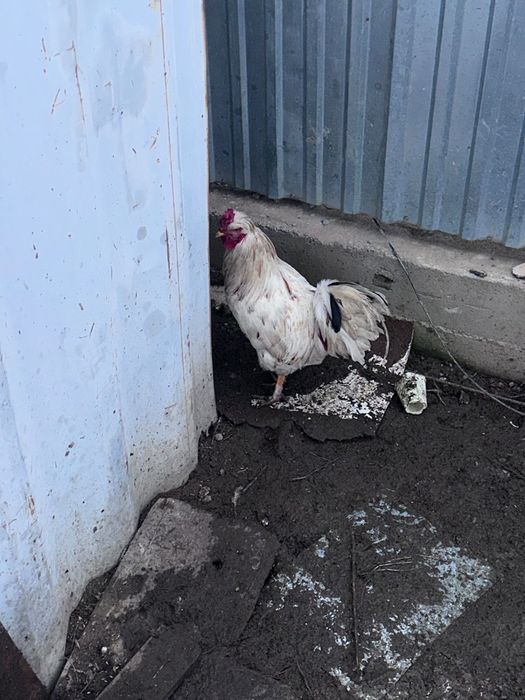 Срочно продается петухи!