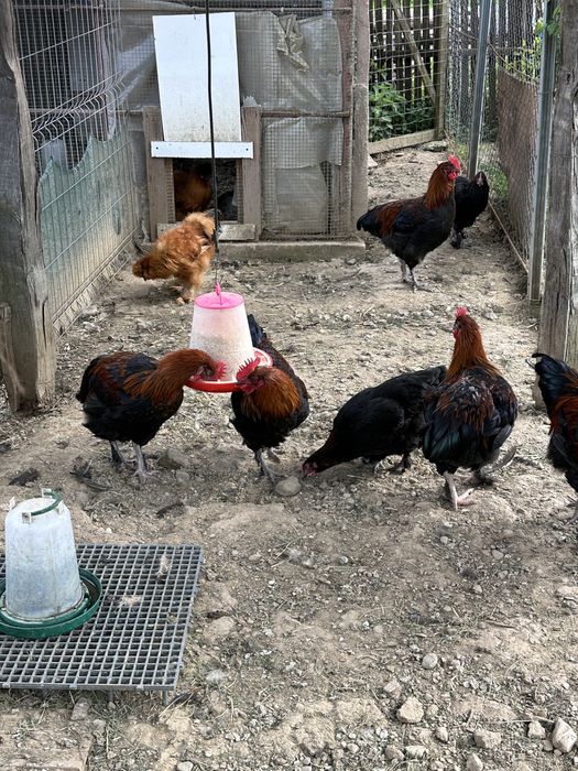 Cocosi marans negru aramiu