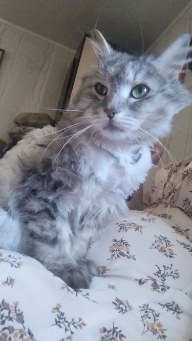 Отдам кота, срочно