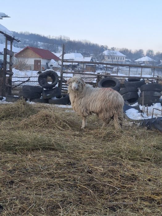 Berbecuț de. Vanzare