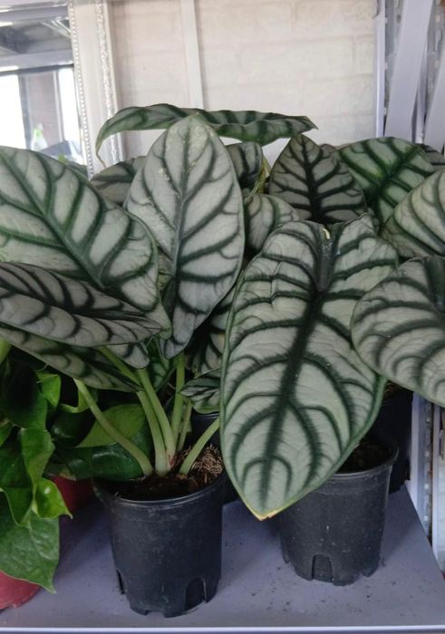 Комнатные растения