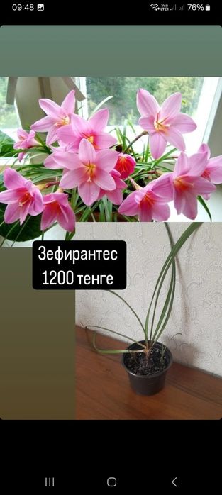 Зефирантес, гибискус, алоэ