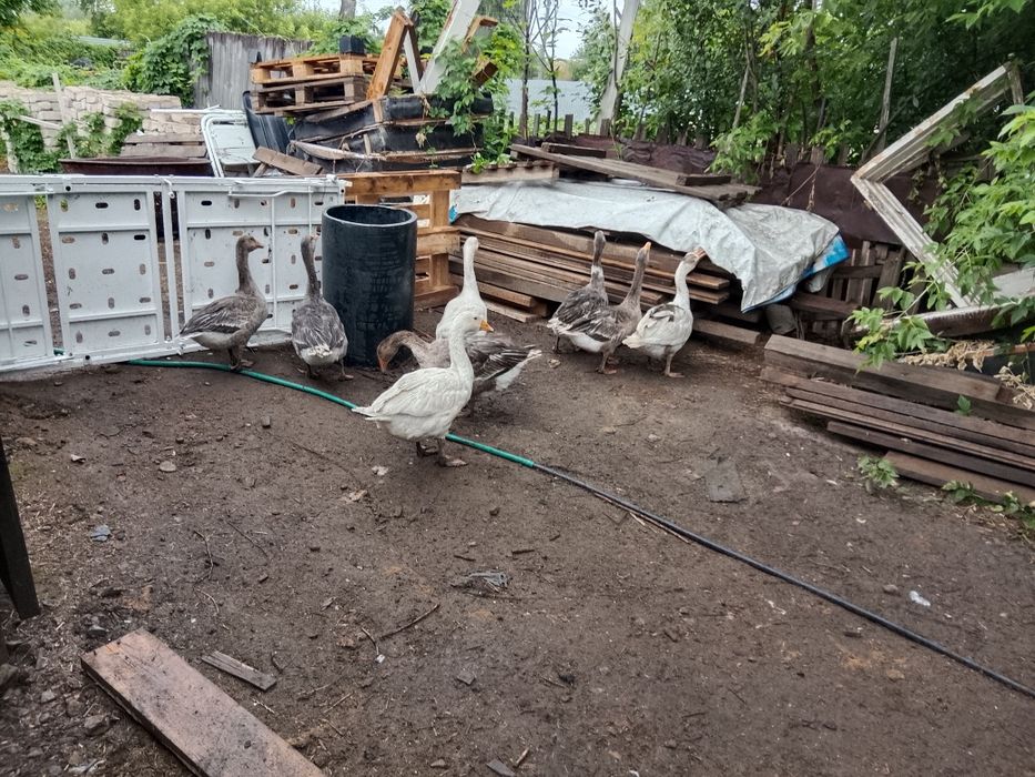 Продам домашних гусят