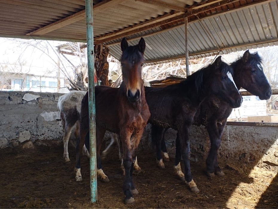 Тайлар  сатылады