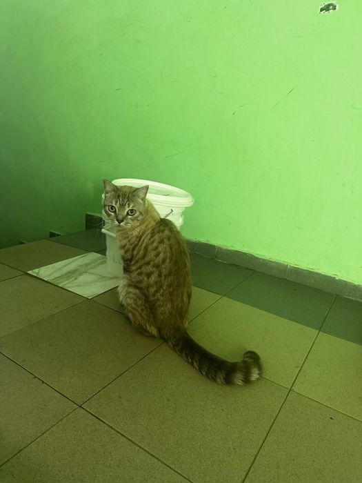 Отдам в добрые руки кота