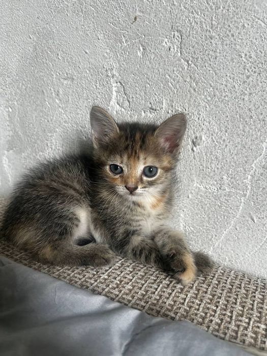 отдам котят в хорошие руки