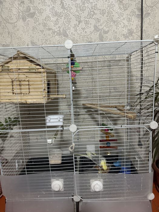 Корелла сатылады