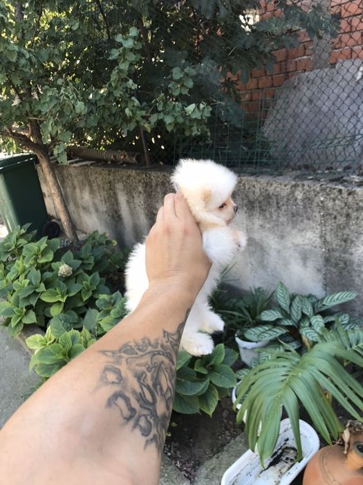 Померан мини мини