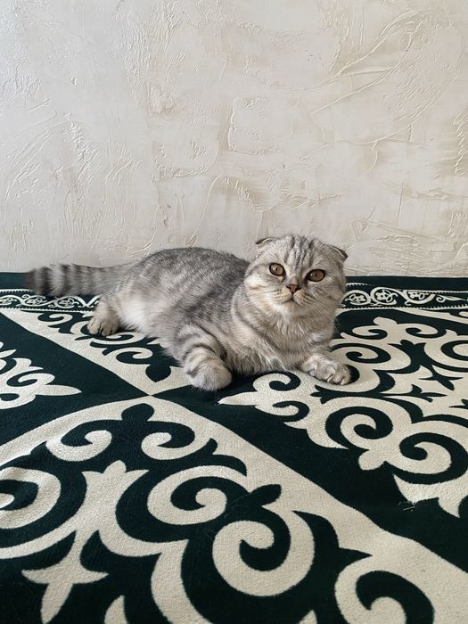 Отдам кошку даром