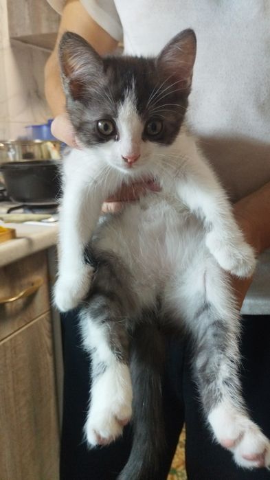 Котята бесплатно! Крупные.