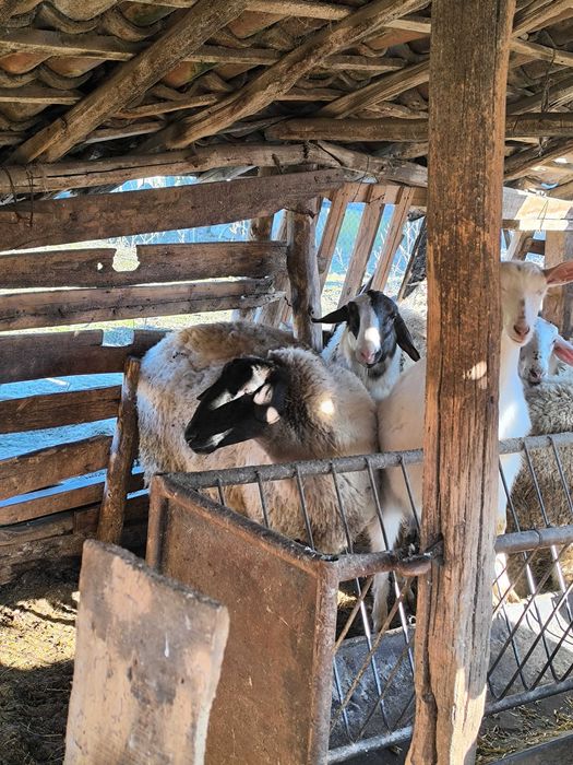 Овце две могили обл русе