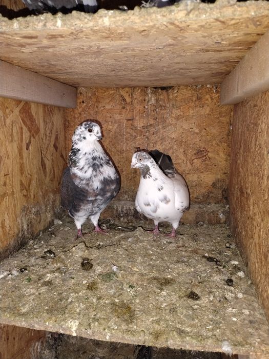 Porumbei pescăruși și tipleri