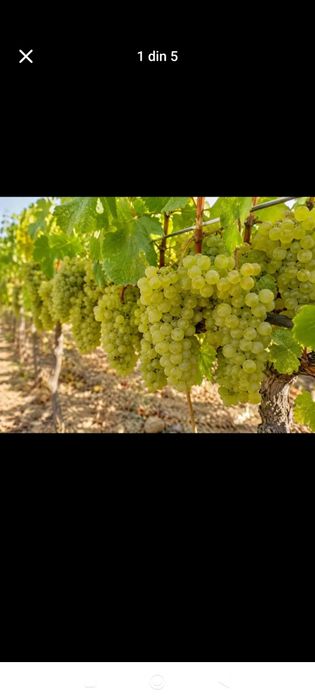 struguri de vin alb și negru