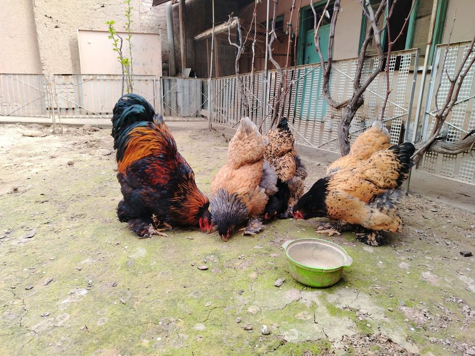 Brama Pux Palviy Pux Galuboy Tuxum Sotuvda