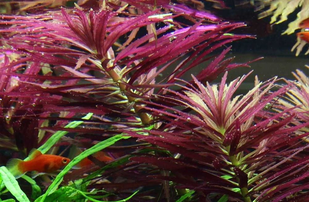 Лимнофила ароматика