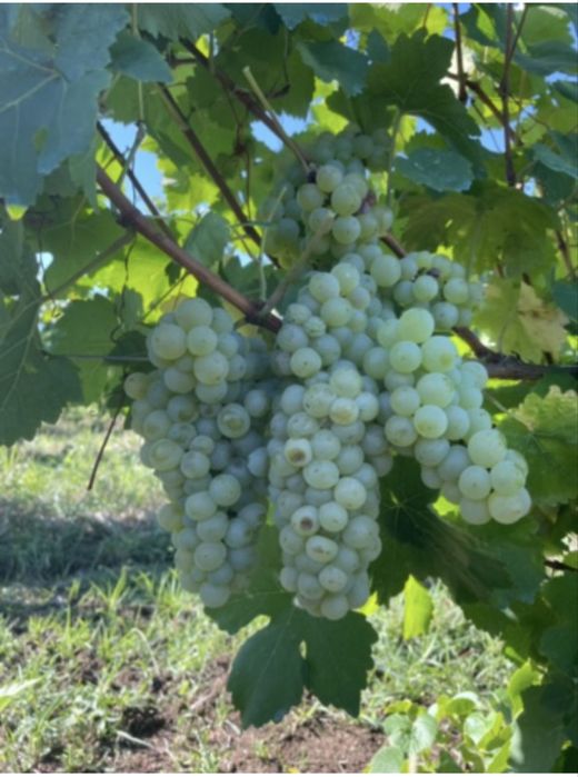 Vand struguri pentru vin