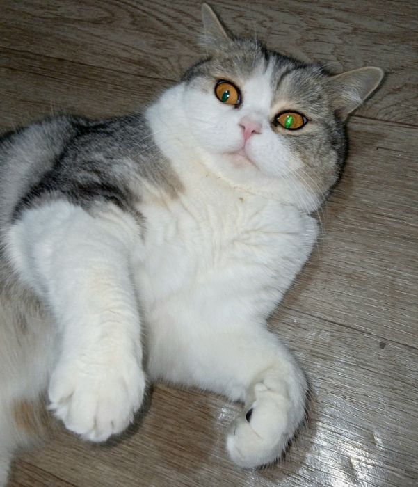 Отдам кошку скоттиш страйт