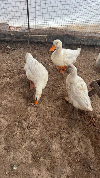 Урдак сотилади хонаки тезда