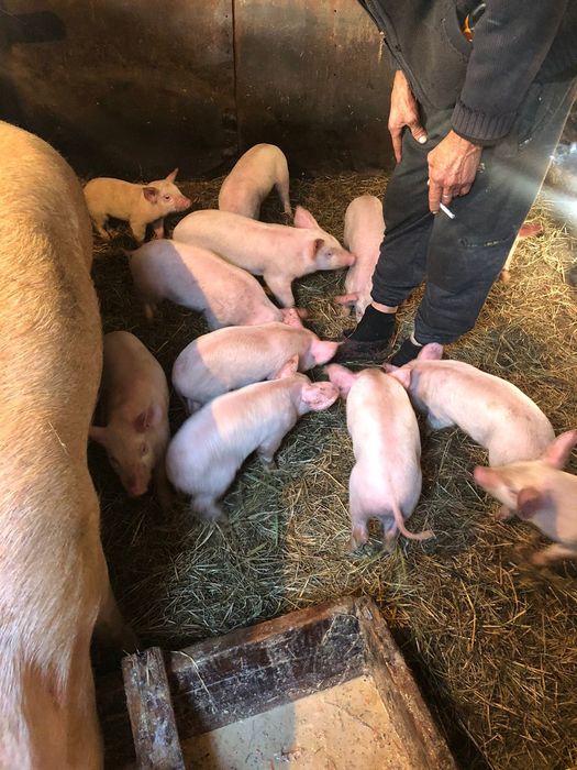 Продам месячных поросят