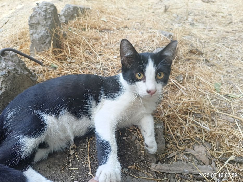 Кот Феликс для дома или квартиры