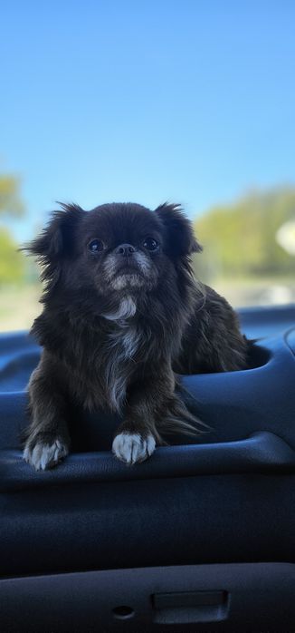 Ищем мужчину для вязки.