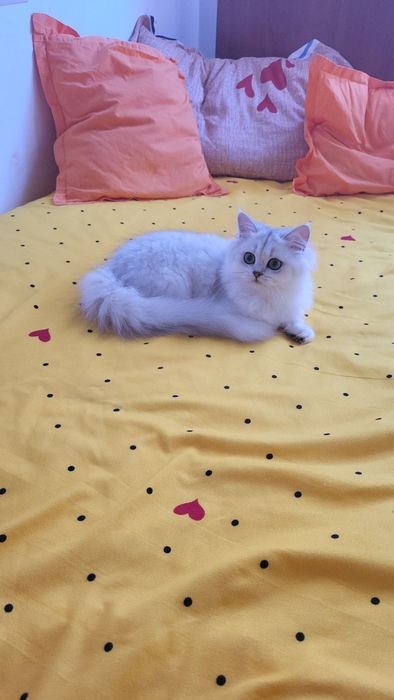 British shorthair & longhair chinchilla