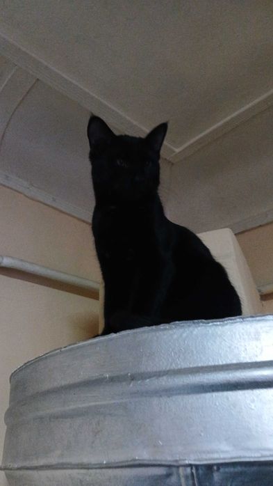 Котенок пол года.