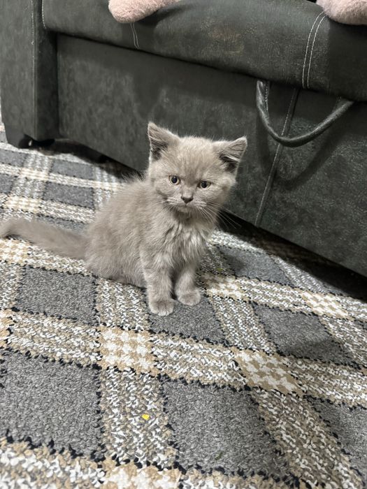 Mushuk bolasi sotiladi / scottish strayt