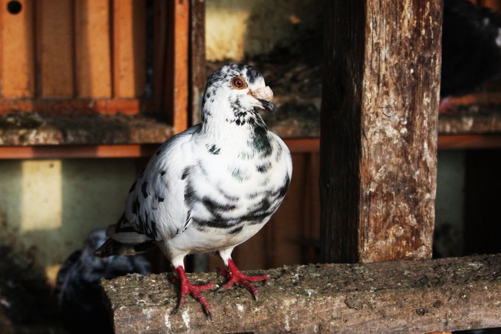 Voiajori de vânzare