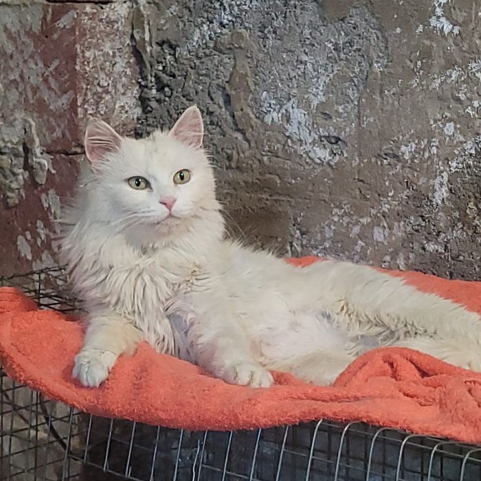 Алматы! Ищу дом кошке , отдам кошку