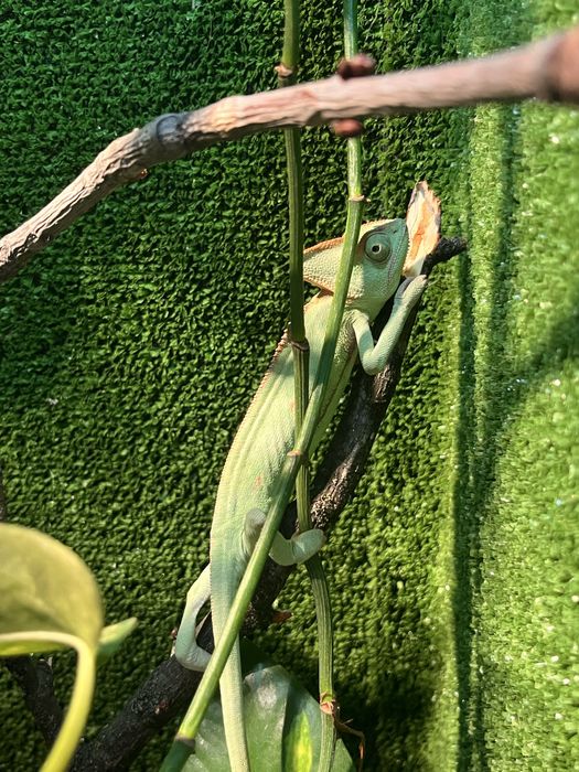 Vand cameleon cu terariu