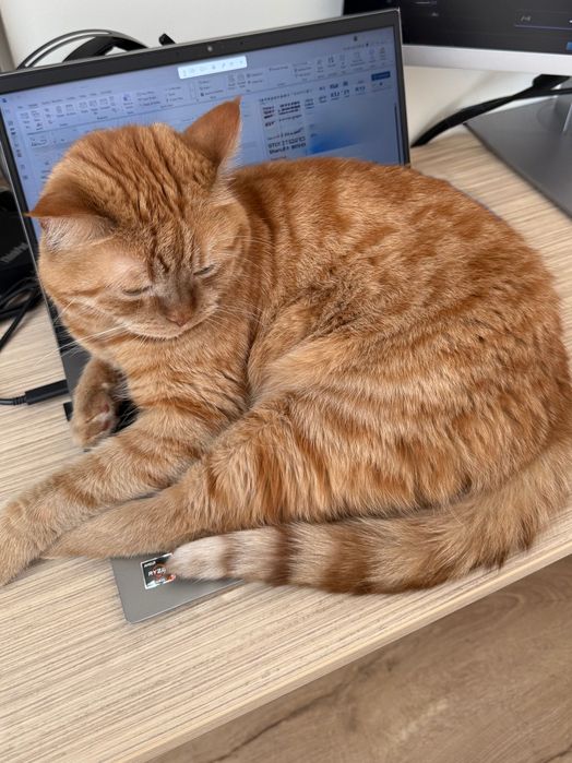 Подарявам котарак