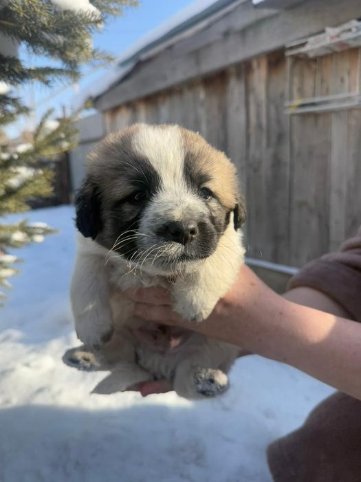 Щенки в хорошие руки